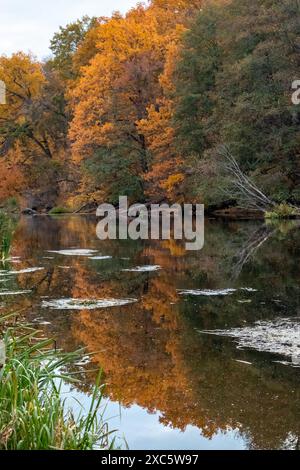 Herbstliche Szene am Fluss in der Ukraine, mit goldenen Bäumen und ruhigen Reflexen Stockfoto