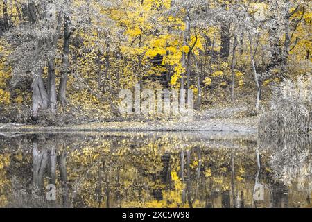 Herbstliche einfarbige Szene auf dem Fluss mit gelben Bäumen und ruhigen Reflexen Stockfoto