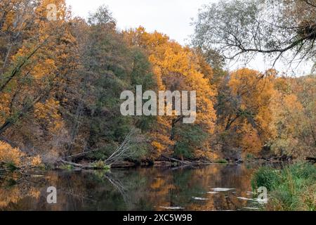 Herbstliche Szene am Fluss Siwerskyi Donets in der Ukraine mit goldenen Bäumen und ruhigen Reflexen Stockfoto