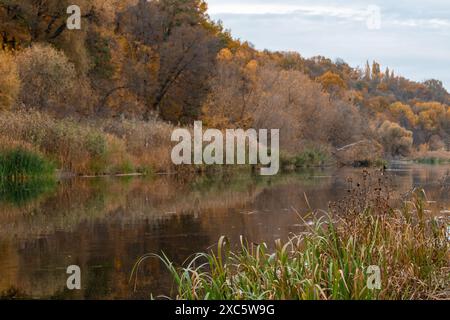 Herbstbotanik-Szene am Fluss Siwerskyi Donets in der Ukraine mit goldenen Bäumen und Reflexionen Stockfoto