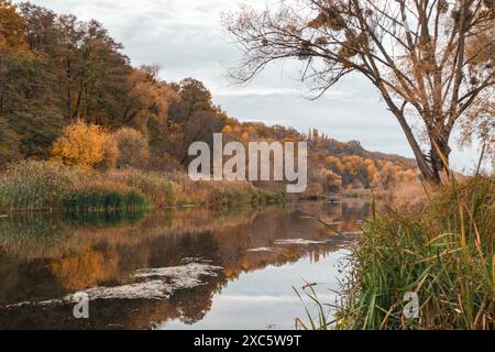 Herbstliche Szene am Fluss Siwerskyi Donets in der Ukraine mit goldenen Bäumen und ruhigen Reflexen Stockfoto