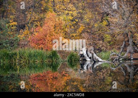 Naturpalette in lebhaften Herbstfarben mit Spiegelreflexen auf der ruhigen Flussoberfläche Stockfoto