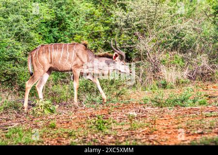 Kudu, männlich mit großen Hörnern, die im afrikanischen Busch grasen Stockfoto