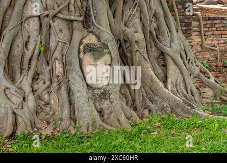 Ein Bild des berühmten Buddha-Gesichts in Doodhi-Baumwurzeln am Wat Mahathat-Tempel. Stockfoto