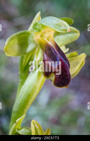 Traubenkraut-Orchidee (Ophrys funerea), Orchidaceae. Knollige krautige, wilde Pflanze. Greve in Chianti, Toskana, Italien. Stockfoto