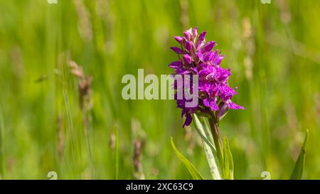 Nahaufnahme der frühen Marsh-Orchidee - Dactylorhiza incarnata, rosa Blüte vor einem grünen defokuaierten Hintergrund Stockfoto