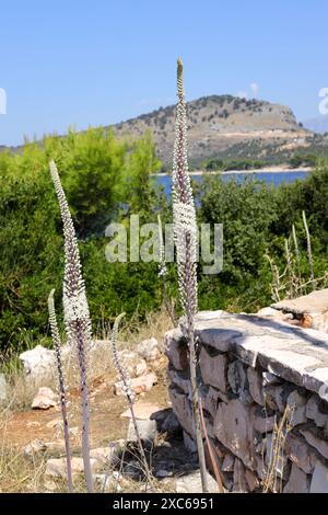 Meerzwiebeln, Drimia maritima, Scilla maritima, Urginea, blühende Pflanze in der Familie Sparagaceae, Hyacinthaceae auf dem Hintergrund des blauen Meeres Stockfoto