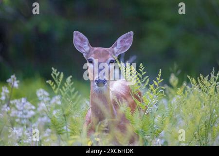 Weißschwanzhirsch an einem Juniabend im Norden von Wisconsin. Stockfoto