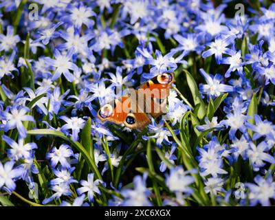 Pfauenfalter (Aglais io), der auf Scilla forbesii-Blüten sitzt. Wunderschönes Insekt in einem Naturgarten in Deutschland, Europa. Farbenfrohe Flügel des Tieres. Stockfoto