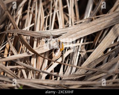 Die Großbienenfliege (Bombylius Major) sitzt auf trockenem Gras in einem Garten in Deutschland, Europa. Frühjahrssekt allein auf einem Blatt. Er hat einen behaarten Körper Stockfoto