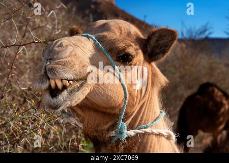 Das Dromedar (Camelus dromedarius), auch bekannt als arabisches Kamel, auf Socotra im Jemen. Stockfoto