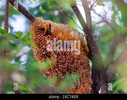 Zwei orangefarbene Wespen (vespa tropica) sitzen auf Honigkamm, um Honig in Baumumgebung zu saugen. Stockfoto