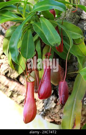 Kannenpflanzen, Nepenthes x ventrata, Nepenthaceae. Philippinen. Es handelt sich um eine natürliche Hybride, die N. alata und N. ventricosa umfasst. Stockfoto