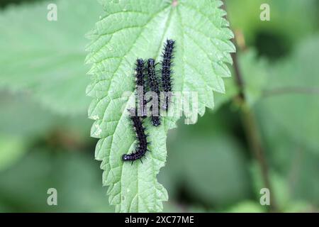 Pfauenfalter (Aglais io), Raupen, Brennnessel, Nahaufnahme von vier Raupen eines Schmetterlings auf einem Brennnesselblatt Stockfoto