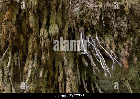 Struktur, Wurzeln mit Bodenhaftung, exponiert von einem gefallenen Baum, Mönchbruch, Gross-Gerau, Hessen, Deutschland Stockfoto