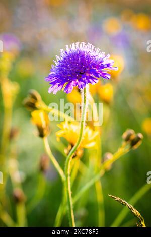 Kornblumen und andere Blüten auf einer bunten Sonnenwiese, Schwarzwald, Gechingen, Deutschland Stockfoto