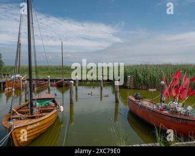 Mehrere Boote, darunter ein Segelboot, liegen in einem kleinen Hafen, umgeben von Schilf, unter einem blauen Himmel mit wenigen Wolken, ahrenshoop, zingst Stockfoto