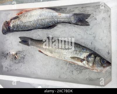 Ausstellung von Fisch Gefangener ganzer Fisch Europäischer Barsch (Dicentrarchus labrax) auch Seebarsch Loup de Mer Branzino Spinola frischer Fisch auf Eis im Kühlschrank Stockfoto