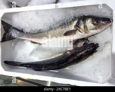 Ausstellung von Fisch Gefangener ganzer Fisch Europäischer Barsch (Dicentrarchus labrax) auch Seebarsch Loup de Mer Branzino Spinola frischer Fisch auf Eis im Kühlschrank Stockfoto