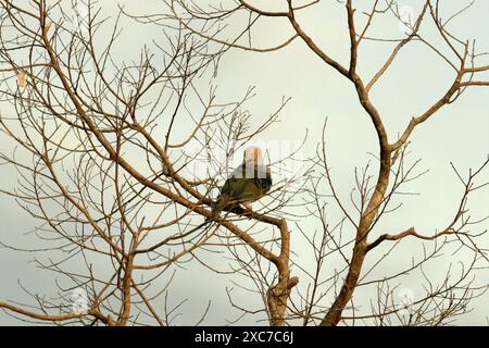 Eine grüne Kaisertaube (Ducula aenea) thront auf einem Laubbaum, ein Morgenblick in einem bewachsenen Gebiet in Bitung, Nord-Sulawesi, Indonesien. Stockfoto