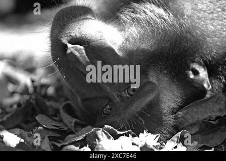 Ein Sulawesi-Schwarzzelt-Makaken (Macaca nigra) starrt während des Fotografierens, da er auf dem Boden im Tangkoko Nature Reserve in Indonesien liegt. Stockfoto