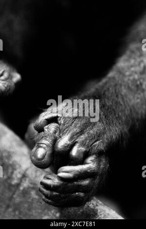 Ein Haubenmakaken (Macaca nigra) schließt seine linke Hand zusammen mit seinem linken Fuß im Tangkoko Nature Reserve, Nord-Sulawesi, Indonesien. Stockfoto