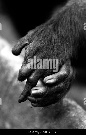 Ein Haubenmakaken (Macaca nigra) schließt seine linke Hand zusammen mit seinem linken Fuß im Tangkoko Nature Reserve, Nord-Sulawesi, Indonesien. Stockfoto