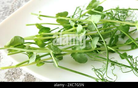 Gekeimte Erbsensprossen auf dem Teller in der Küche. Gesunde Ernährung. Vitamine zu Hause. Stockfoto