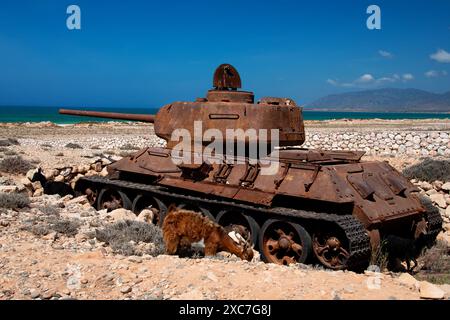 Ein alter, rostiger Panzer aus der Sowjetzeit T 34-85 an der Küste von Sokotra im Jemen. Stockfoto