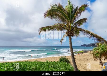 Eine ruhige Palme steht an einem Sandstrand, der anmutig in der sanften Brise schwingt und die weite Weite des Ozeans überblickt Stockfoto