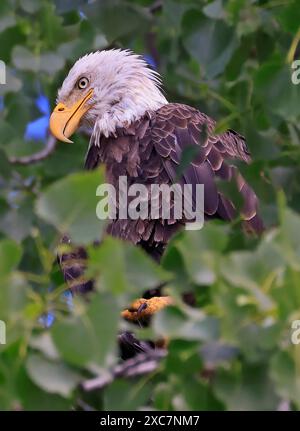 Weißkopfseeadler-Porträt mit grünem Hintergrund, Kanada Stockfoto