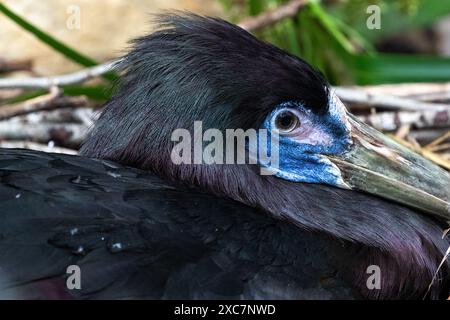 Nahaufnahme: Adbins Storch (Ciconia abdimii). Gesicht, Auge sichtbar. Stockfoto