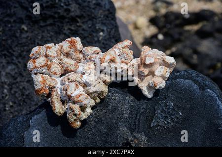 Ein Stück Koralle an einem Hawaii Strand. Stockfoto