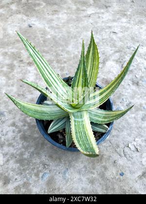 Vielseitige Aloe-Vera-Pflanze in einem Topf. Draufsicht. Stockfoto