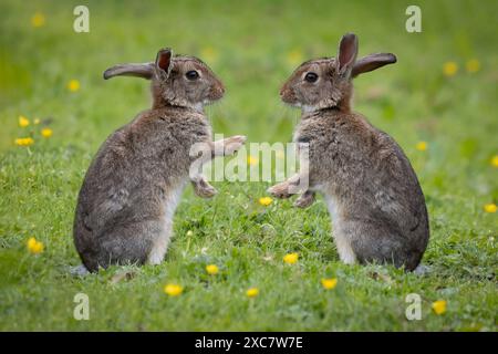 Zwei Kaninchen sitzen aufrecht zueinander und die Vorderpfoten zeigen. Das ist ein zusammengesetztes Bild und beide Fotos wurden von mir aufgenommen. Stockfoto