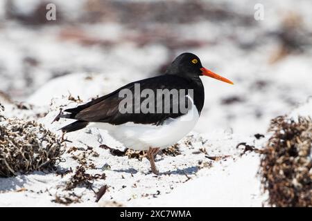 Magellan-Austernfischer Haematopus leucopodus am Strand Sea Lion Island Falklandinseln November 2015 Stockfoto