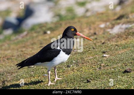 Magellan-Austernfänger Haematopus leucopodus auf Grasland Bleaker Island Falkland Islands British Overseas Territory Dezember 2016 Stockfoto