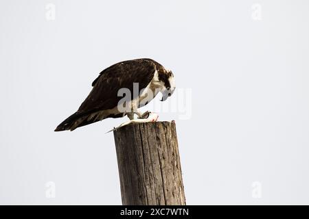 Fischadler, Pandion haliaetus Erwachsener mit einem Fisch auf einem zaunpfosten gehockt, Bolivar Peninsula, Texas, USA, Dezember 2017 Stockfoto