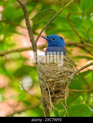 Schwarz genoppter blauer Monarch, der nah am Nest im Baum ist Stockfoto