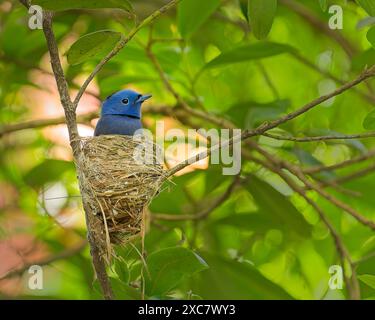 Schwarz genoppter blauer Monarch männlich auf dem Nest im Baum Stockfoto