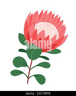 Protea Blume auf weißem Hintergrund. Tropische Königsblume Protea in Blüte. Design zum Drucken von Grußkarten, Einladungen, Stoff, Geschenkpapier. Flach V Stock Vektor