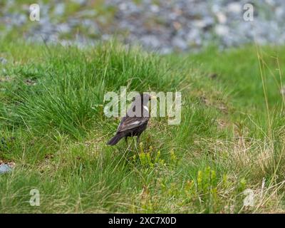Die ringdrossel Turdus torquatus Erwachsene auf die Cairngorm, Cairngorms National Park, Hochland, Schottland, UK, Mai 2019 Stockfoto