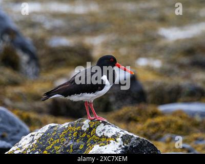 Der eurasische Austernfischer Haematopus ostralegus, der auf einem Felsen am Rande von Lochbui, Isle of Mull, Innere Hebriden, Argyll und Bute, Schottland, thront, UK, Ma Stockfoto