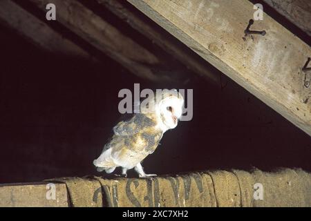 Scheuneneule Tyto alba juvenile erkunden Nistscheune Cambridgeshire England Stockfoto