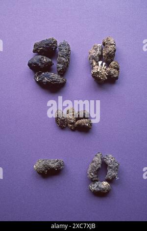 Eulenpellets von Scheuneneule Tyto alba Tawny-Eule Strix aluco kleine Eule Athene noctua Langohr-Eule Asio otus und Kurzohr-Eule Asio flammeus Stockfoto