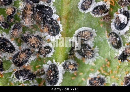 Aleurocanthus spiniferus, die zitronige weiße Fliege, ist ein in Asien heimisches Insekt. Es gilt als invasiver Schädling, der insbesondere Zitrusfrüchte und Tee betrifft Stockfoto