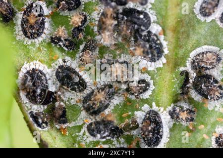 Aleurocanthus spiniferus, die zitronige weiße Fliege, ist ein in Asien heimisches Insekt. Es gilt als invasiver Schädling, der insbesondere Zitrusfrüchte und Tee betrifft Stockfoto