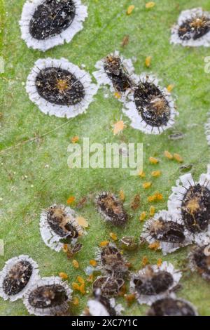 Aleurocanthus spiniferus, die zitronige weiße Fliege, ist ein in Asien heimisches Insekt. Es gilt als invasiver Schädling, der insbesondere Zitrusfrüchte und Tee betrifft Stockfoto