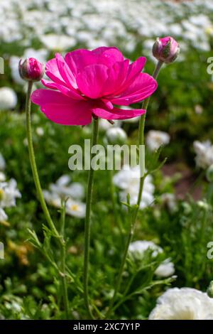 Nahaufnahme von rosa Ranunkeln-Schmetterlingsblüten in voller Blüte. Die Blüten der Blüten sind weich und zart, und sie sind von einem blassrosa gefärbt Stockfoto