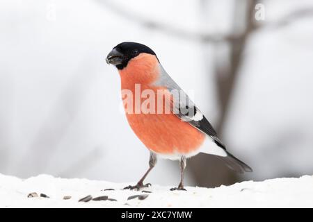 Männlicher Bullfinch sitzt auf einem Schnee, Nahaufnahme Stockfoto